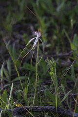 Caladenia longicauda borealis
