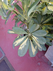 Heptapleurum arboricola