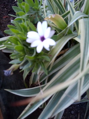 Dimorphotheca