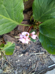 Bergenia
