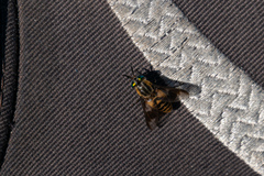 Chrysops divaricatus