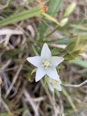 Lomatogonium rotatum