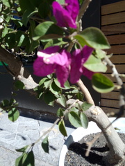 Bougainvillea glabra