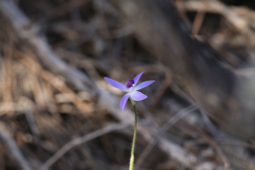 Image of Cyanicula amplexans by (c) Hugo Innes, some rights reserved (CC BY)