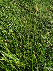 Eleocharis palustris