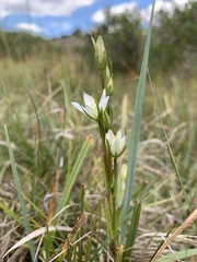 Lomatogonium rotatum