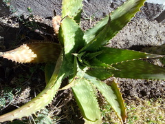 Aloe