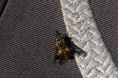 Chrysops divaricatus