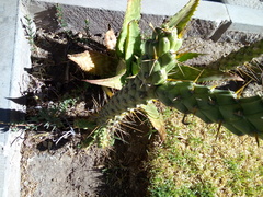 Austrocylindropuntia subulata