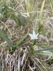 Lomatogonium rotatum