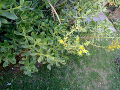 Sedum