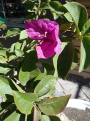 Bougainvillea