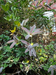 Genista monspessulana