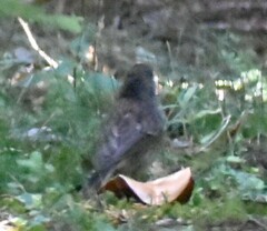 Junco hyemalis