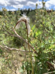 Eriophorum angustifolium