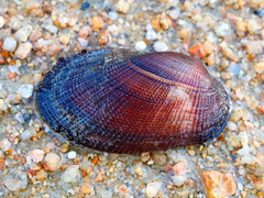 Barbatia amygdalumtostum