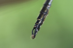 Somatochlora walshii