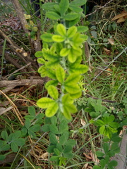 Genista monspessulana