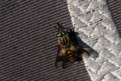 Chrysops divaricatus