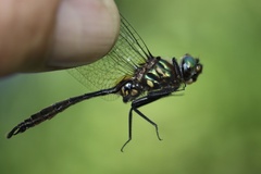 Somatochlora walshii