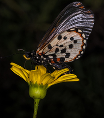 Acraea horta