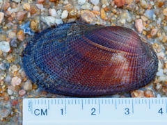 Barbatia amygdalumtostum