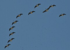 Threskiornis spinicollis