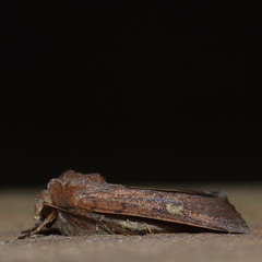 Xestia xanthographa