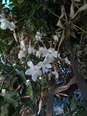 Jasminum polyanthum