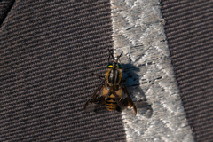 Chrysops divaricatus