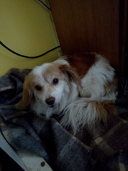 Canis familiaris