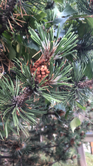 Pinus mugo