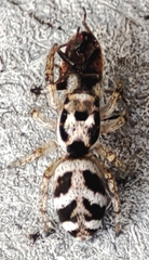 Salticus