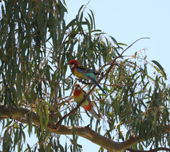 Platycercus eximius