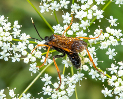 Tenthredinoidea