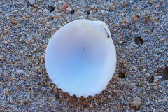 Cardiidae