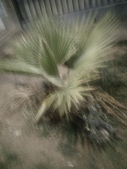 Washingtonia