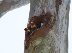 Trichoglossus moluccanus