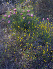 Synaphea rangiferops