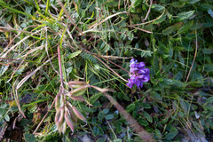 Oxytropis montana