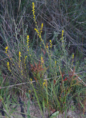 Synaphea rangiferops