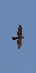 Accipiter fasciatus