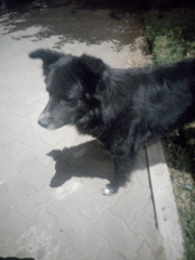 Canis familiaris