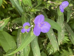 Tradescantia
