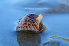 Pseudovertagus aluco