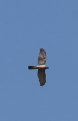 Accipiter fasciatus