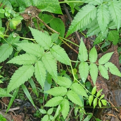 Rubus rosifolius