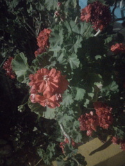 Pelargonium