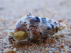 Pseudovertagus aluco