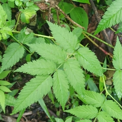 Rubus rosifolius